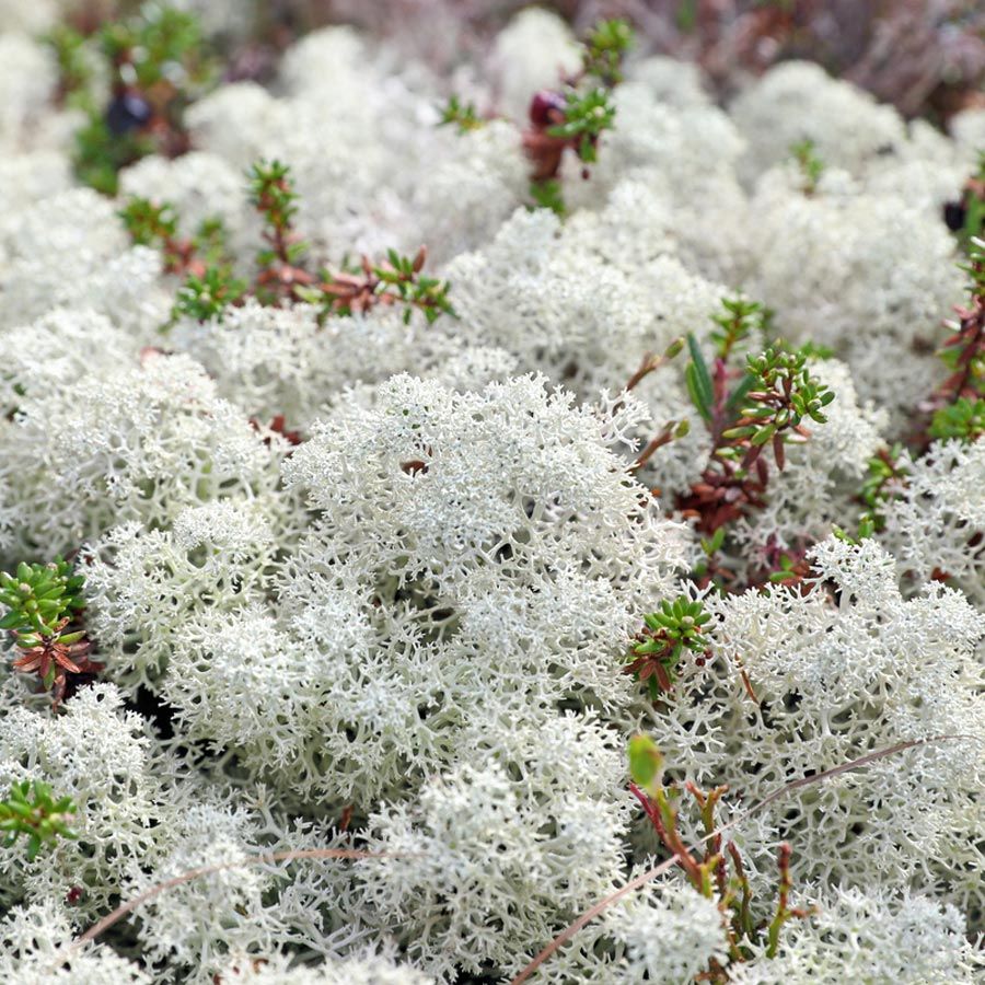 Bagnoschiuma - Muschio bianco